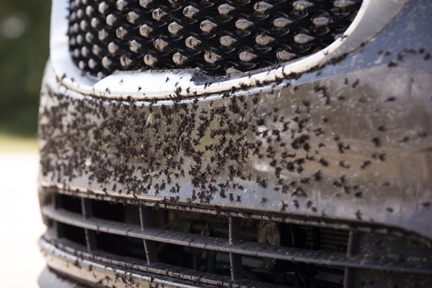 Best Bug and Tar Removers: Don’t Bug Me